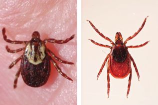 Photo left: American Dog Tick. Photo right: Black legged deer tick.